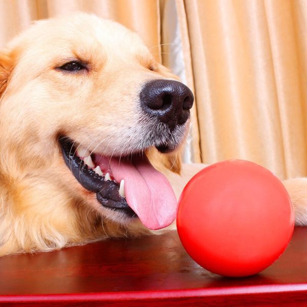 p dog ruber ball 1