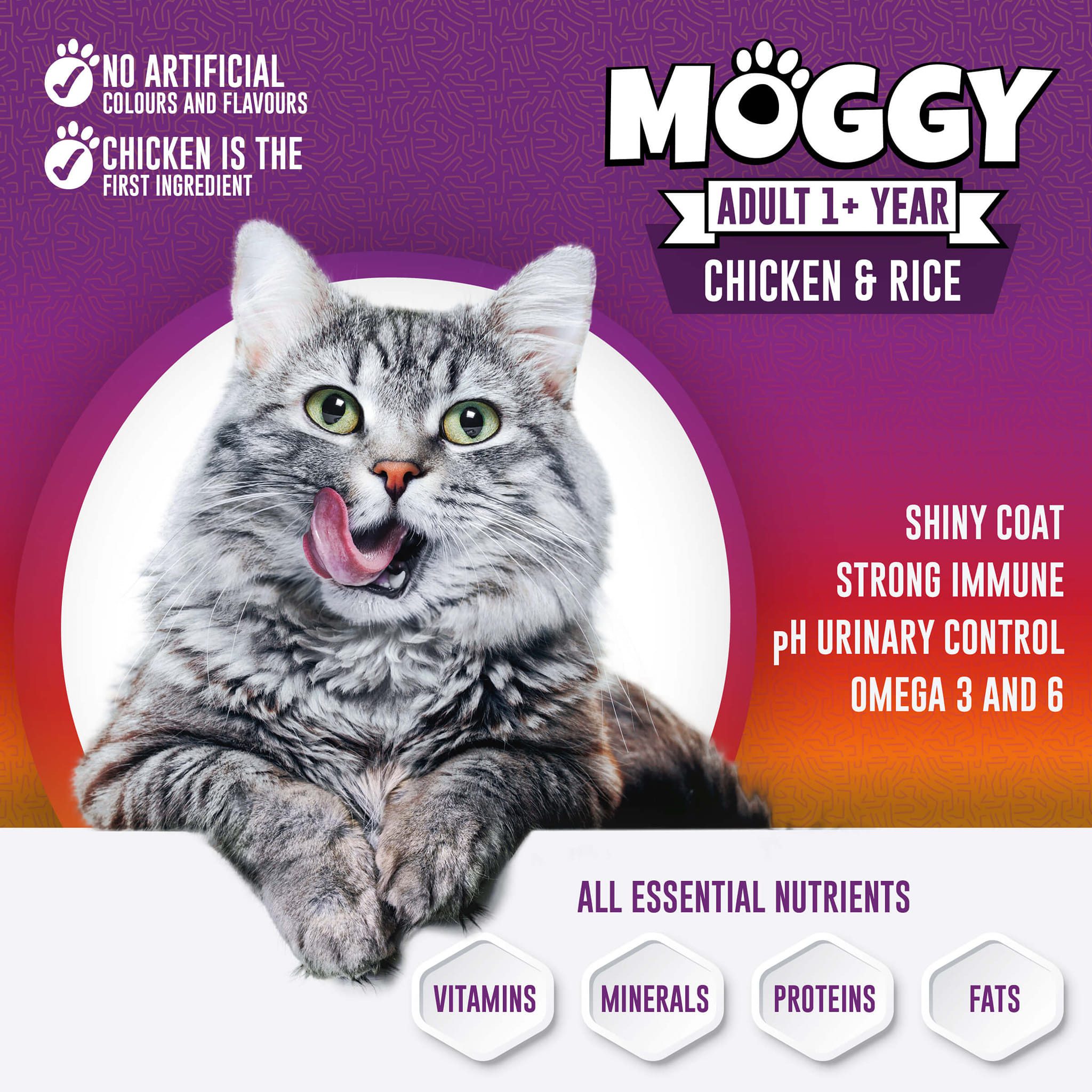 moggy cat foog