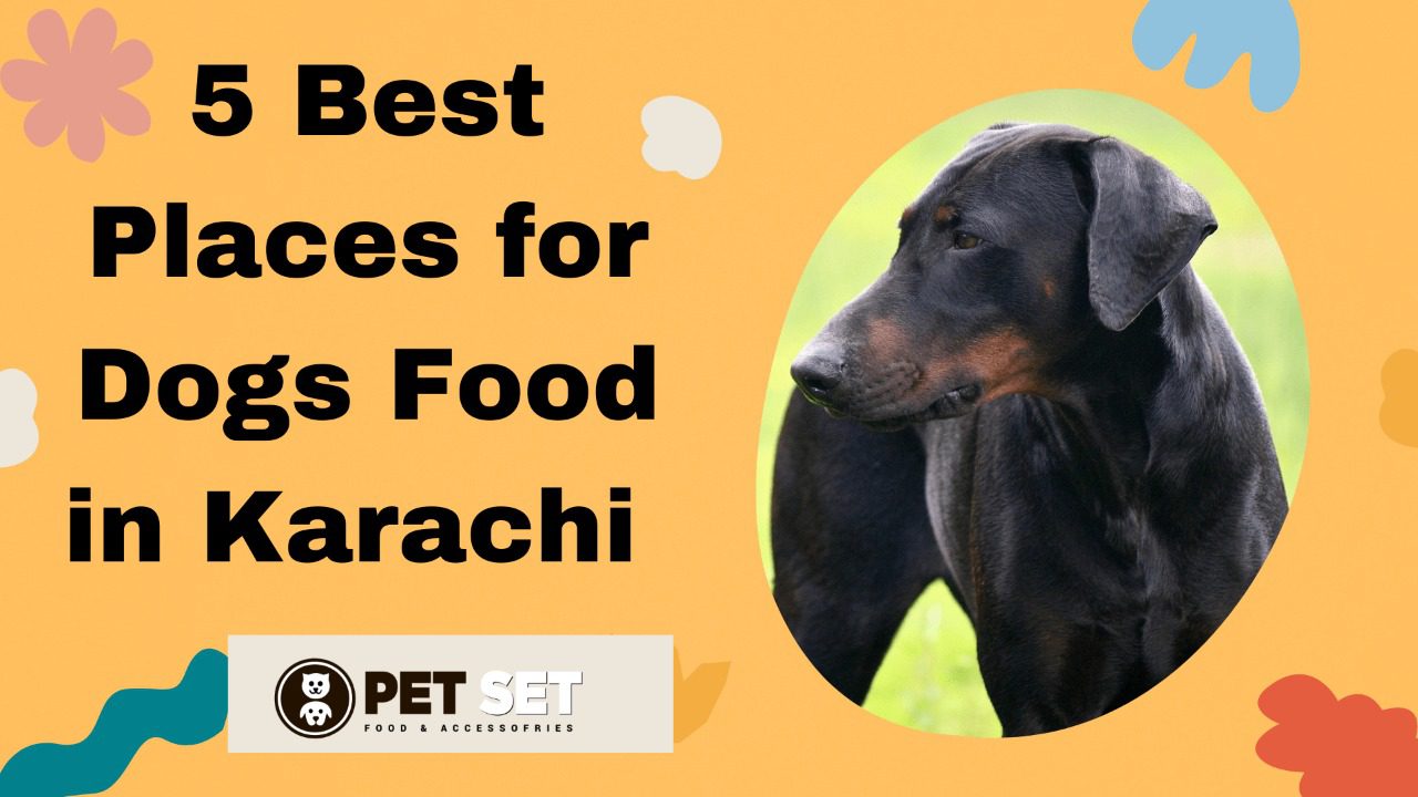 Read more about the article 5 best Places for dogs food in Karachi