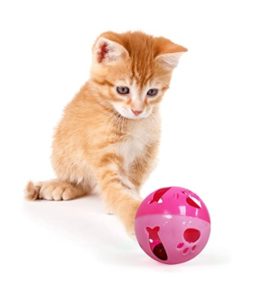 cat ball 1